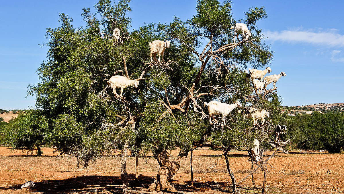 Grafy — wprowadzenie