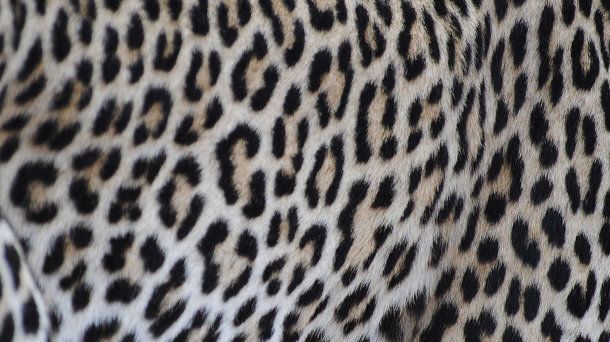 Jak komputer rysuje okręgi?