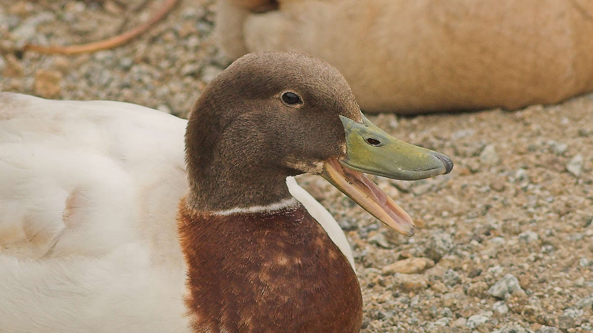 Algorytmy-żarty, czyli o sortowaniu cz. 9