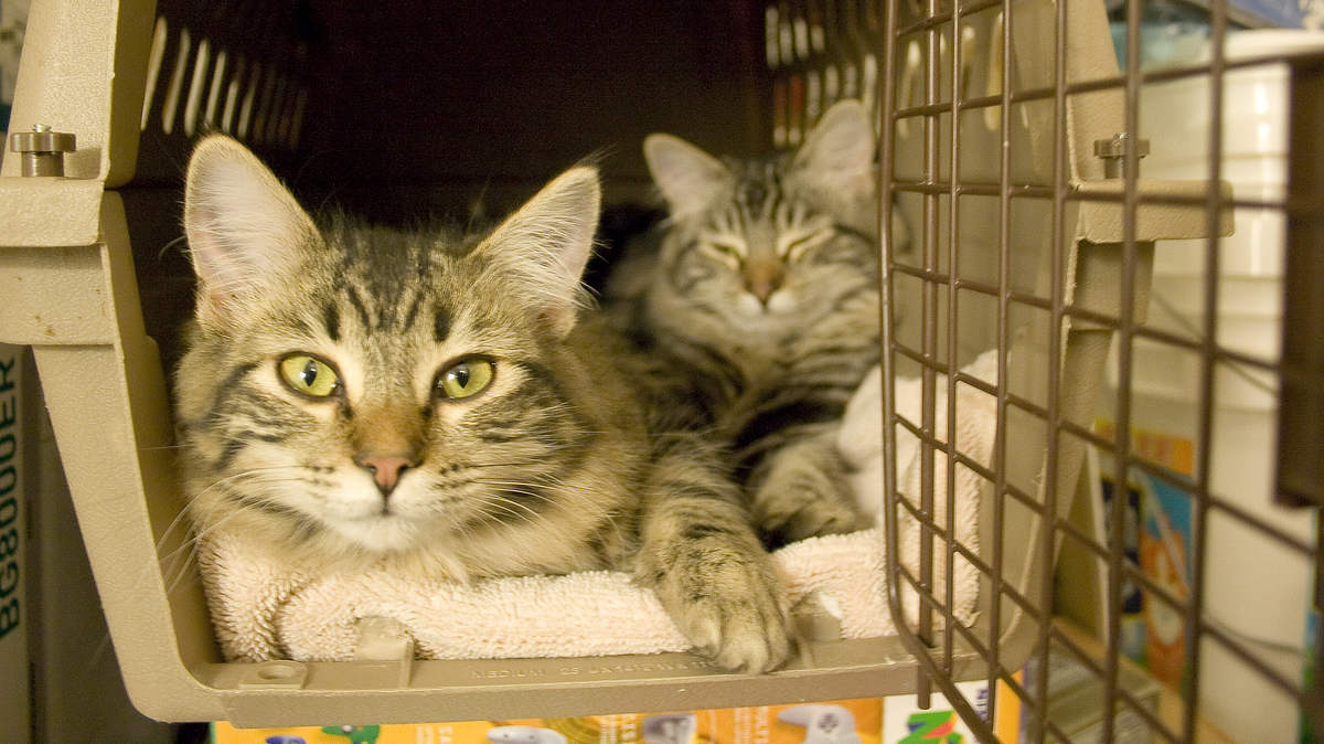 Komputer w komputerze, czyli emulacja, wirtualizacja i konteneryzacja