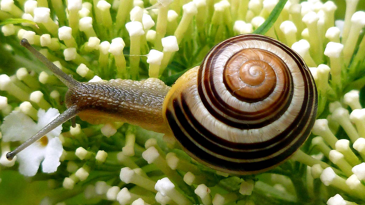 Rekurencja — co to jest?