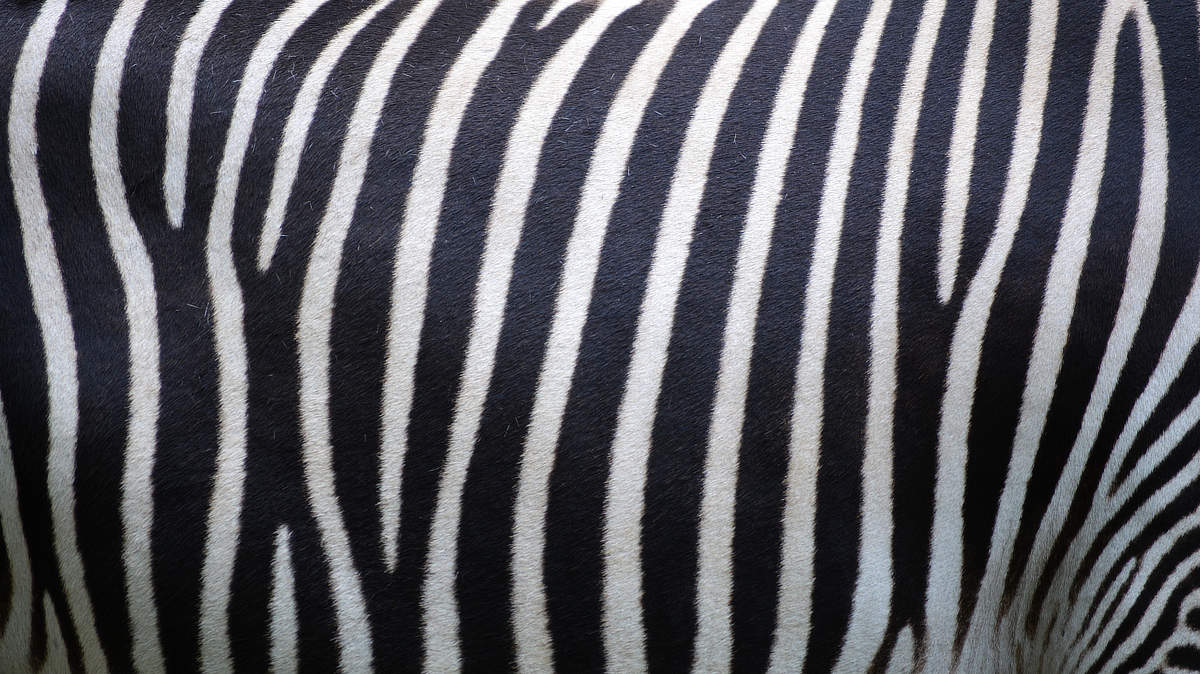 Jak komputer rysuje linie?