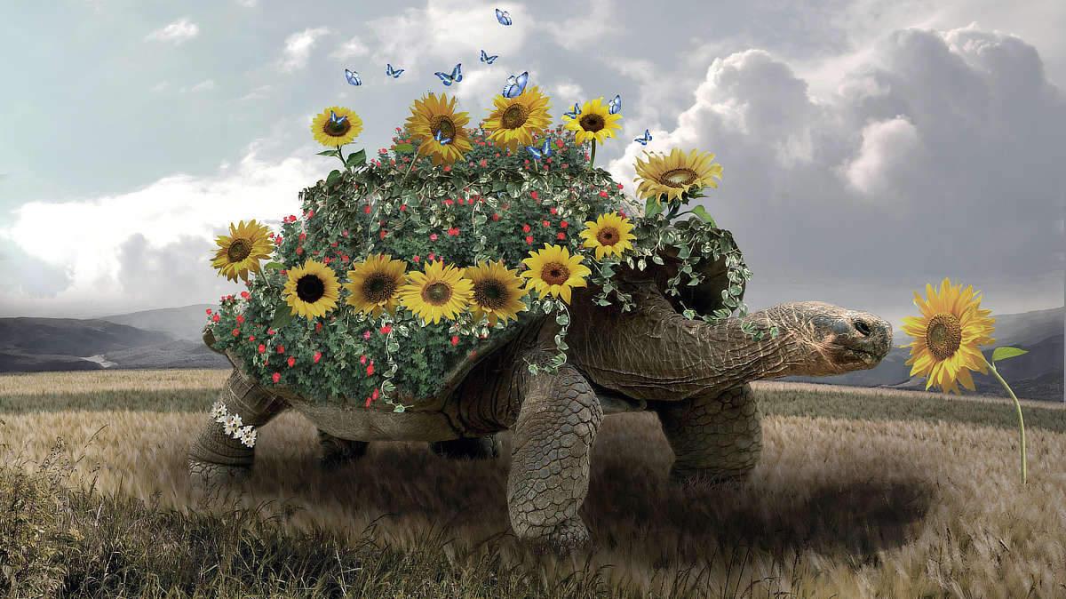 Algorytmiczne rysowanie roślin w 3D