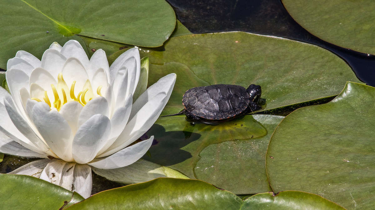 Algorytmiczne rysowanie roślin